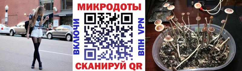 MEGA ONION Черноголовка Псилоцибиновые грибы прущие грибы закладка
